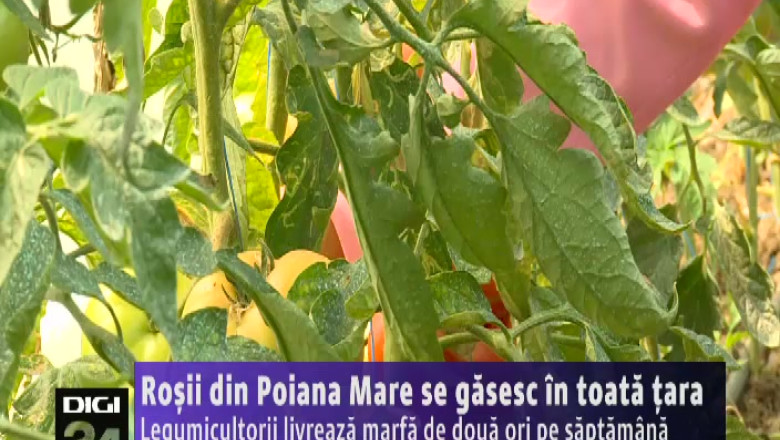 Rosii din Poiana Mare se gasesc in toata tara. Legumicultorii livreaza marfa de doua ori pe saptamana Imagine