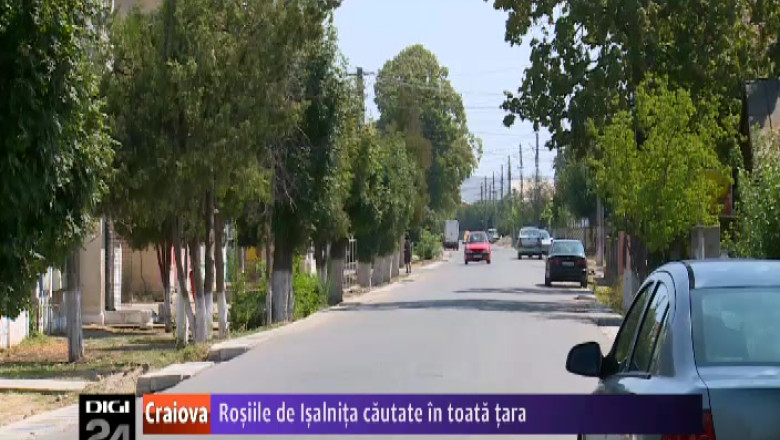 Rosiile cultivate in comuna doljeana Isalnita sunt cautate in toata tara  Imagine