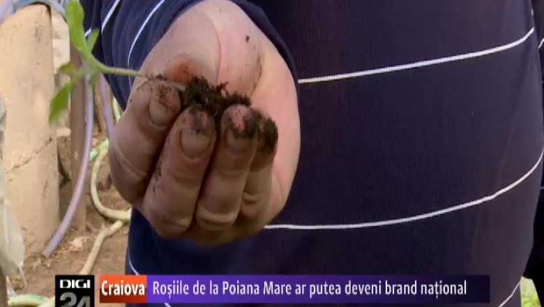 Rosiile de la Poiana Mare ar putea deveni brand national Imagine