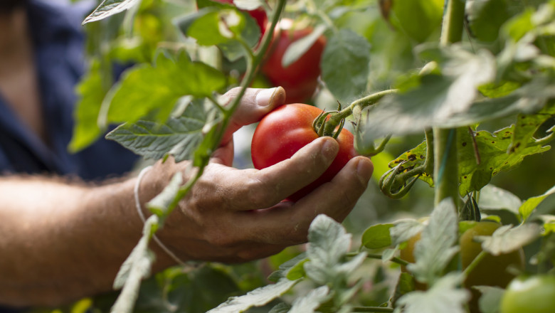 Rosiile, in pericol din cauza caniculei. Temperaturile in solarii ajung si la 45 de grade Celsius. Cat costa acum kilogramul in piete Imagine