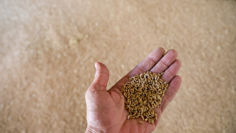 Rusia: Autoritatile au declarat nivel de urgenta federal in regiunea cu cea mai mare productie de grau Imagine