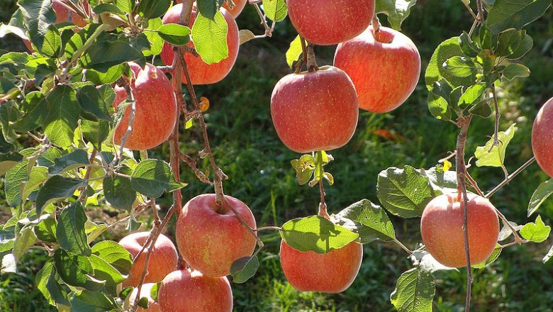 Rusia interzice importurile de fructe din Republica Moldova Imagine