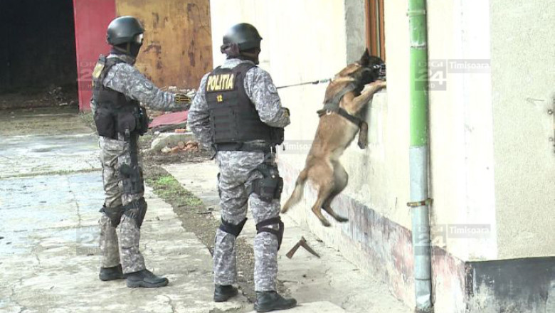 Ruta drogurilor: Bucuresti - Craiova - Timisoara. Descinderi pe urmele traficantilor. Clientilor li se livra cea mai ”tare” marfa, canabis cu etnobotanice Imagine