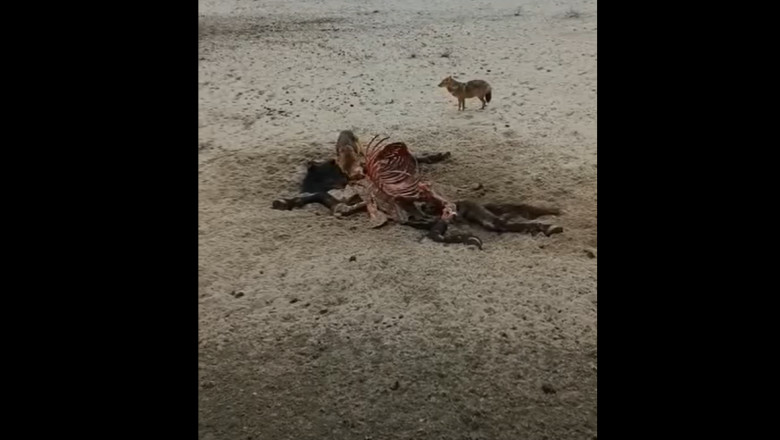 Sacalii din Delta Dunarii au ucis si devorat o vita de 500 de kilograme Imagine