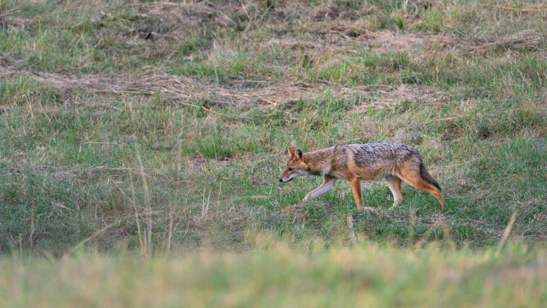 Sacalii s-au inmultit ingrijorator. Localitati intregi terorizate de animalele salbatice, oameni disperati: „Nu mai ies din casa” Imagine