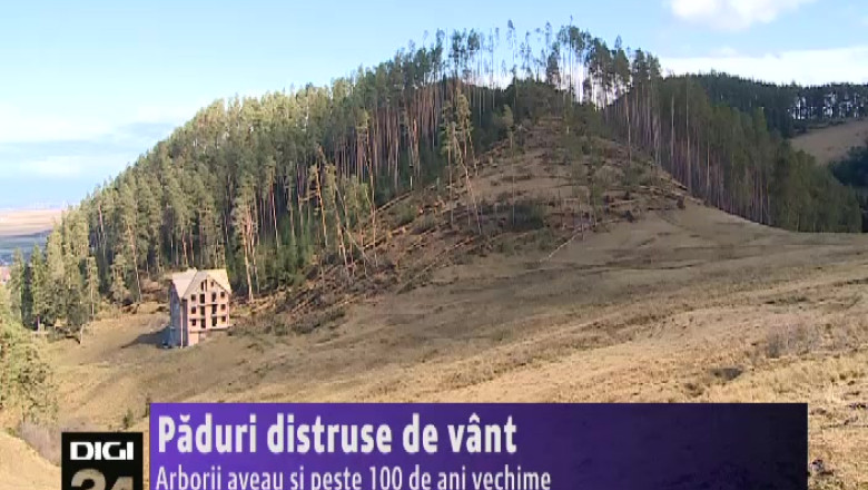 SACELE. Paduri distruse de vant Imagine