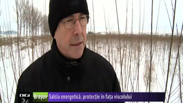 Salcia energetica, protectie in fata viscolului Imagine