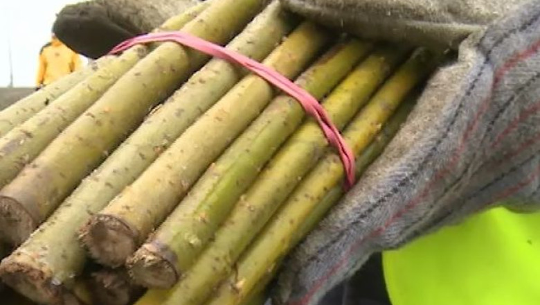 Salcii energetice, distruse de agricultori Imagine