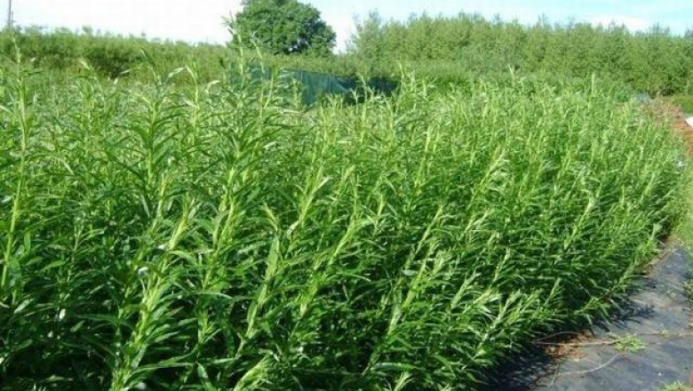 Salcii energetice plantate ca bariera antiviscol, distruse complet de agricultori Imagine