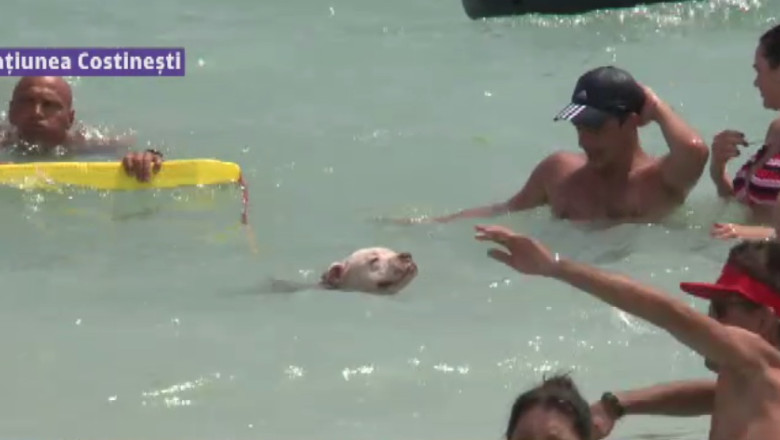 Salvamar patruped la Costinesti Imagine