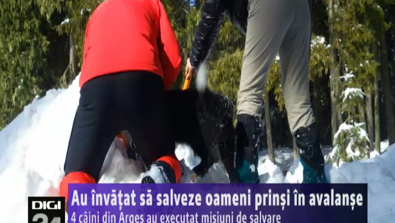 Salveaza oameni prinsi in avalanse. 4 caini din Arges au executat misiuni de salvare Imagine