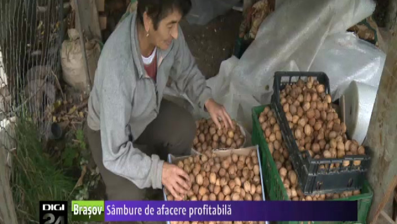 Sambure de afacere profitabila. Productia si comercializarea nucilor aduc bani fermierilor  Imagine