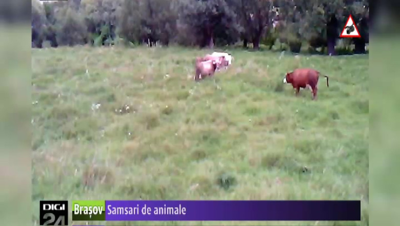 Samsari de animale Imagine