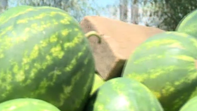 Samsarii umfla preturile, iar producatorii de pepeni de Dabuleni nu mai au loc in piete Imagine