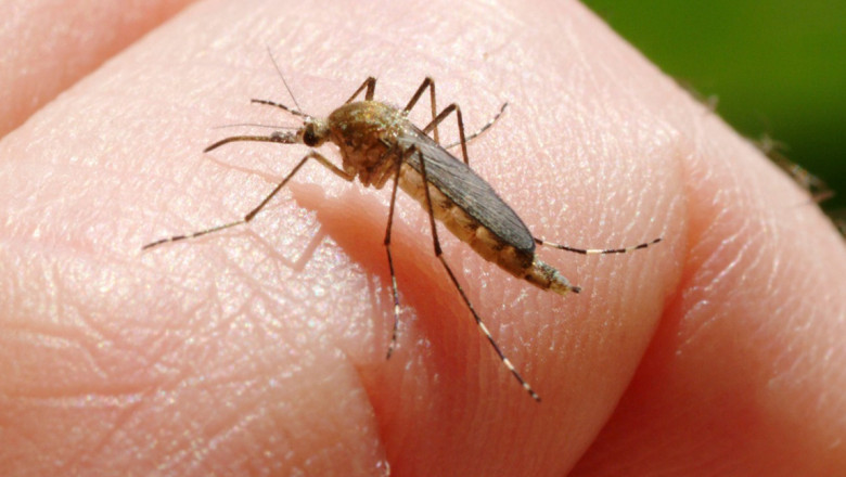 Sapte cazuri confirmate cu virusul West Nile in Romania. Recomandarile INSP pentru oameni Imagine