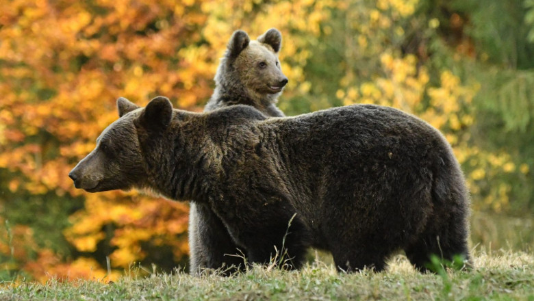 Sapte oameni care hraneau ursii pe un drum din Vrancea au fost amendati de jandarmi Imagine