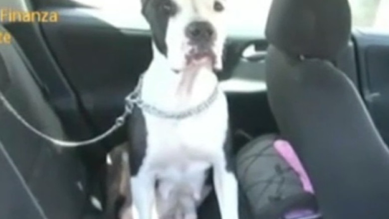 Sapte romani au fost arestati in Italia pentru trafic ilegal cu caini Imagine