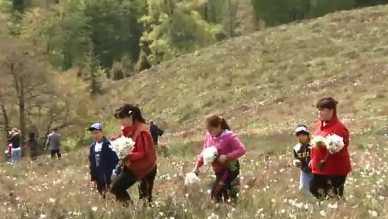 Sarbatoarea narciselor Imagine