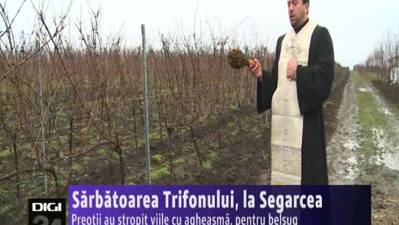Sarbatoarea Trifonului, la Segarcea. Preotii au stropit viile cu agheasma, pentru belsug Imagine