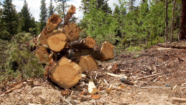 Sase angajati ai Romsilva, cercetati pentru delapidare, fals, inselaciune si taiere ilegala de arbori. Trei dintre ei au fost retinuti Imagine