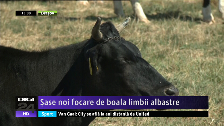 Sase noi focare de boala limbii albastre Imagine