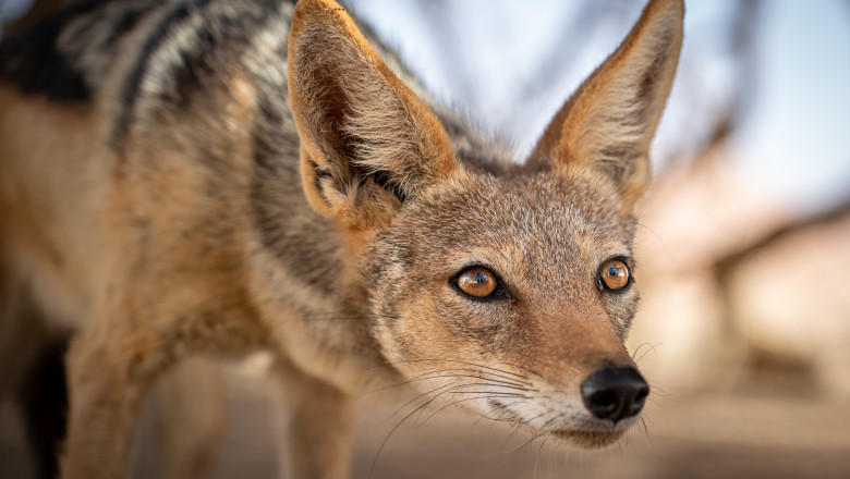 Satele de pe malul raului Mures, terorizate de sacali. Animalele ataca tot ce prind Imagine