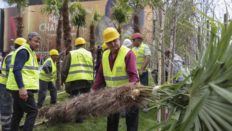 Scandal dupa ce Negoita a plantat palmieri la Piata Unirii. Primaria Bucuresti ii scoate: Centrul Capitalei nu e gradina lui cu maimute Imagine