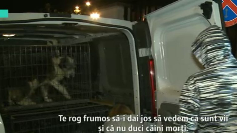 Scandal intre activisti si reprezentantii ASPA. Masini care transportau maidanezi, oprite in trafic Imagine