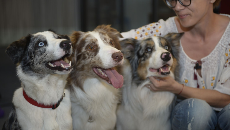 Scandal la Primaria Craiova din cauza cainilor Imagine