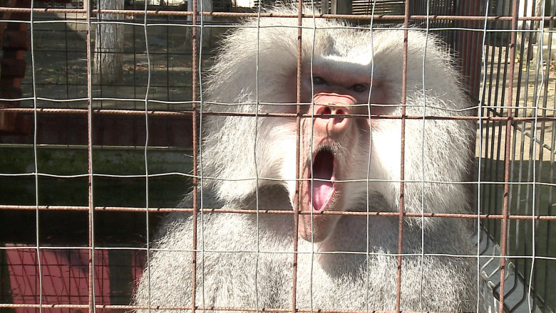 Scandalul babuinilor eutanasiati continua: directorul Gradinii Zoologice din Nurnberg a primit amenintari cu moartea Imagine