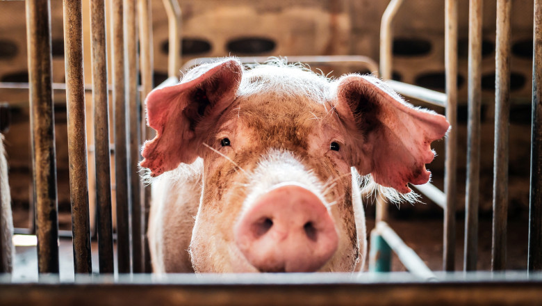 Scandalul „Legii Porcului”. Ministrul Agriculturii a dat ordin ca romanii sa isi poata vinde in continuare porcii din gospodarii Imagine