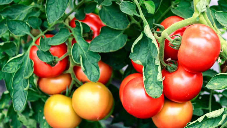 Scandalul rosiilor tratate. Directia de Agricultura Buzau: Rosiile testate sunt conforme, unele pot fi considerate bio Imagine