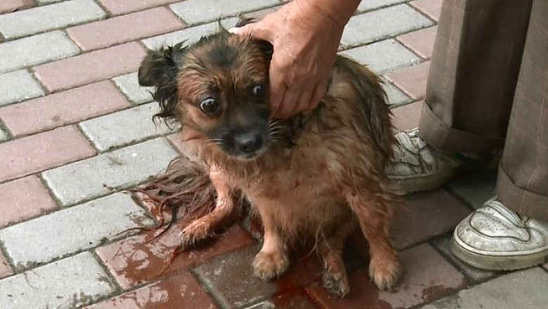 Scena sangeroasa, pe strada, la Lugoj: un caine de lupta a sfasiat alt caine, sub ochii trecatorilor Imagine