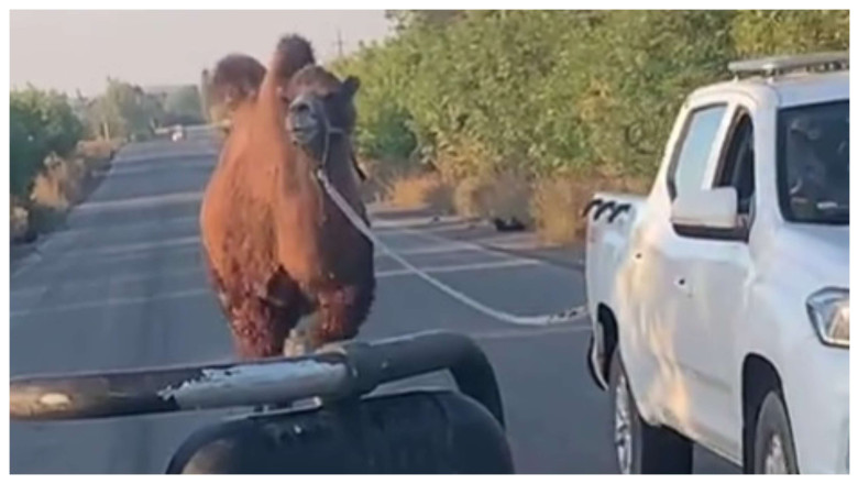 Scene neobisnuite pe frontul din Ucraina: O camila folosita de trupele ruse, capturata de soldatii ucraineni langa Harkov Imagine