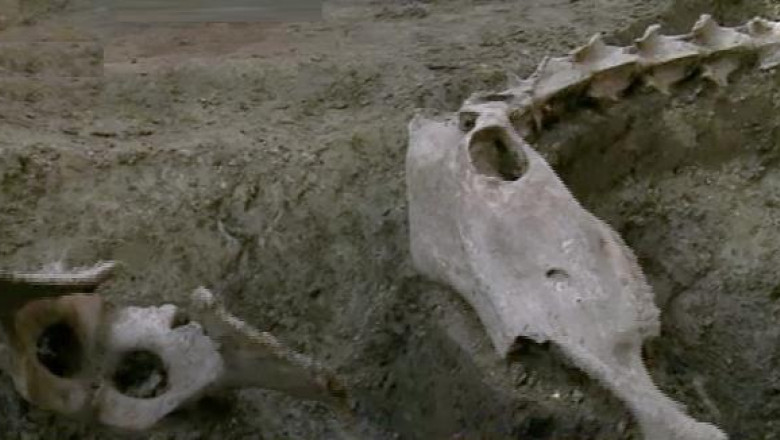 Scheletul unei camile, gasit in Piata Unirii din Timisoara Imagine