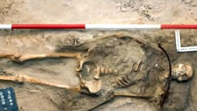 Scheletul unei femei "vampir" a fost gasit intr-un cimitir din Polonia. Avea o coasa in jurul gatului si un lacat la picior Imagine