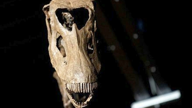 Scheletul unei femele dinozaur de acum 150 de milioane de ani a fost vandut la licitatie pe o suma record Imagine