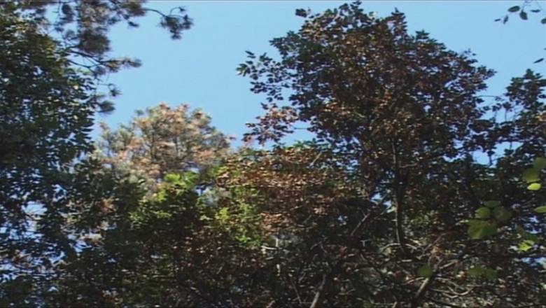 Schimbarile climatice distrug padurile de rasinoase din jurul Brasovului Imagine