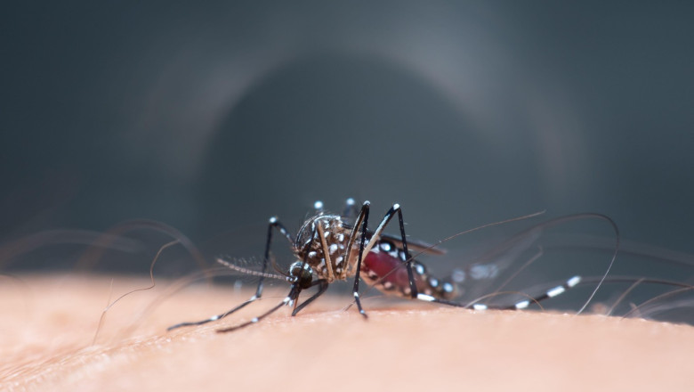 Schimbarile climatice favorizeaza aparitia unor focare de boli tropicale in Europa. Anumite maladii ar putea creste de cinci ori Imagine