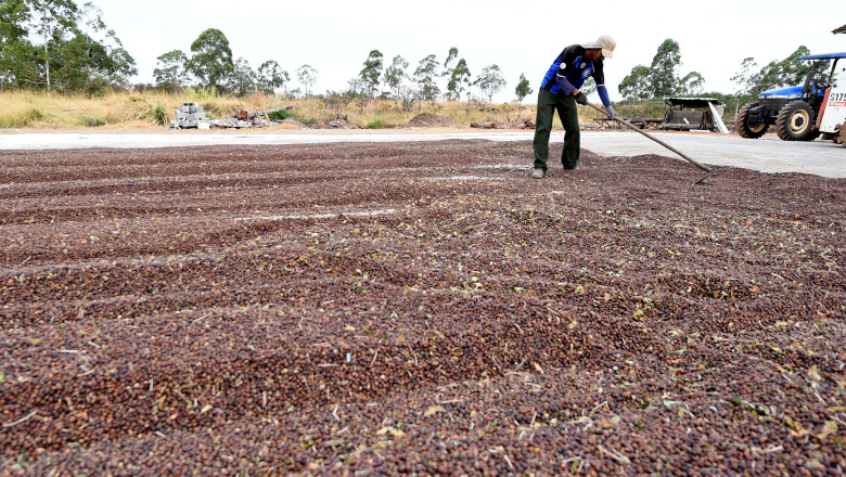 Schimbarile climatice vor reduce terenurile disponibile pentru productia de cafea cu peste 50% (raport) Imagine