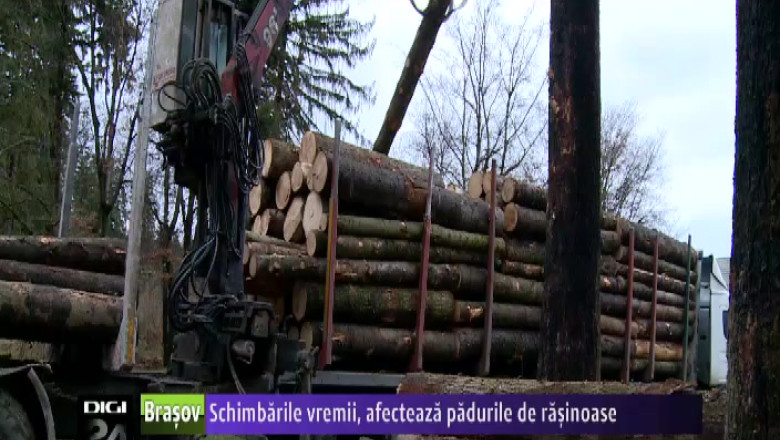 Schimbarile vremii afecteaza padurile de rasinoase Imagine
