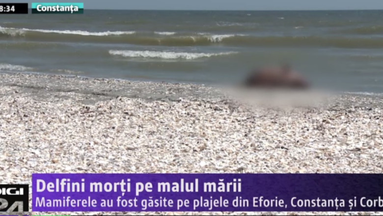 Se aduna plasele care omoara delfinii Imagine