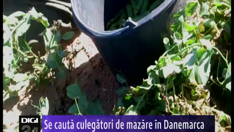 Se cauta culegatori de mazare pentru Danemarca Imagine