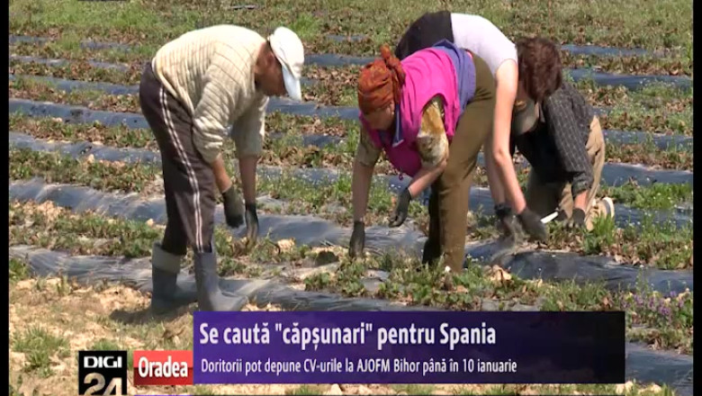 Se cauta "capsunari" pentru Spania. Preselectia se face de agentiile judetene de ocupare a fortei de munca Imagine
