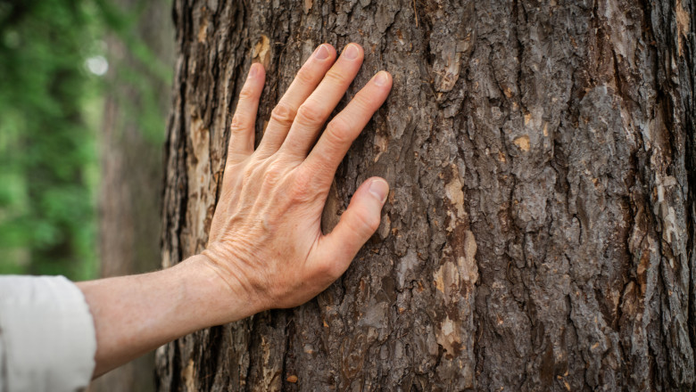 „Se dezintegreaza, pur si simplu”. Masura luata de un oras din Romania, dupa ce un tanar a murit sub greutatea unui arbore prabusit Imagine