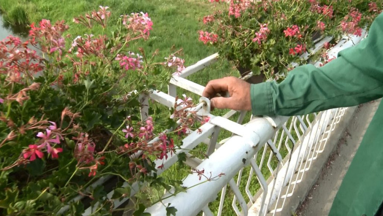 Se foloseste in Romania, la Lugoj: sistem antifurt la... flori! Imagine