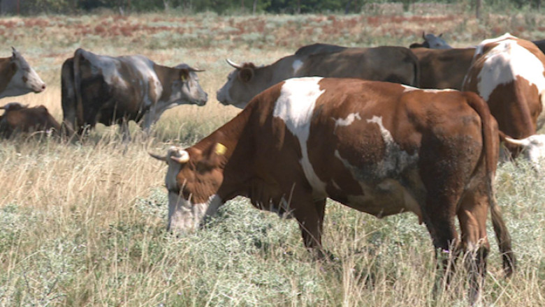 Se inchid targurile de animale din Timis Imagine