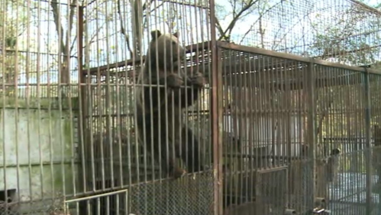 Se infiinteaza Politia Animalelor. Inspectorii vor putea aplica amenzi de pana la 3.000 de lei Imagine