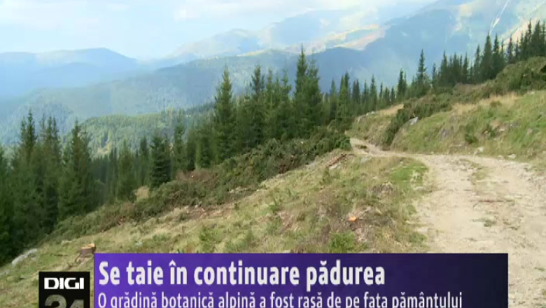 Se taie in continuare padurea. O gradina botanica alpina din Ranca a fost rasa de pe fata pamantului   Imagine