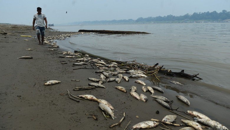 Seceta din Brazilia da peste cap ecosistemul Junglei Amazoniene. Sute de mii de oameni au nevoie de ajutor Imagine